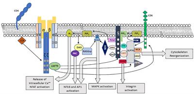 The Clinical Aspect of Adaptor Molecules in T Cell Signaling: Lessons Learnt From Inborn Errors of Immunity